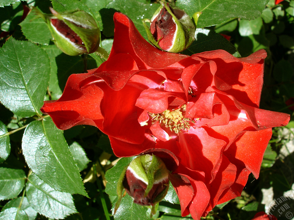 Red rose photo.

