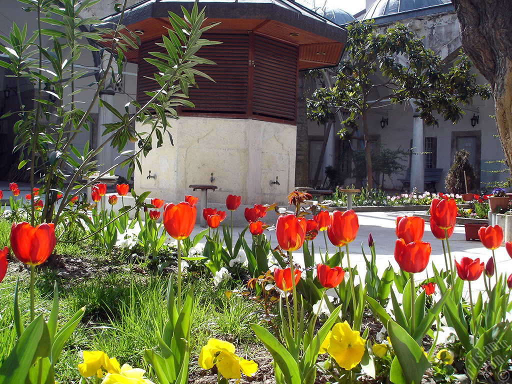 Red Turkish-Ottoman Tulip photo.
