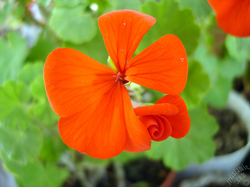 Red Colored Pelargonia -Geranium- flower.
