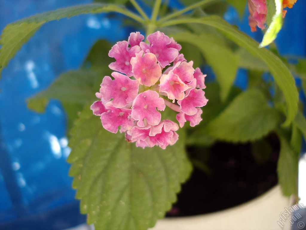 Lantana camara -bush lantana- flower.

