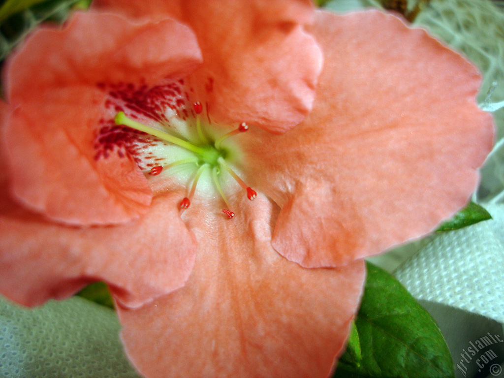 Pink color Azalea -Rhododendron- flower.
