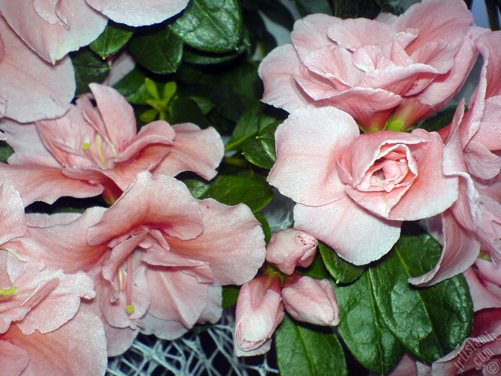 Pink color Azalea -Rhododendron- flower.
