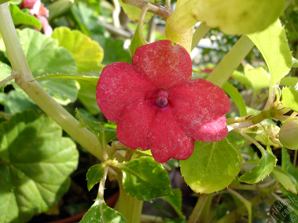 Garden Balsam, -Touch-me-not, Jewel Weed- flower.
