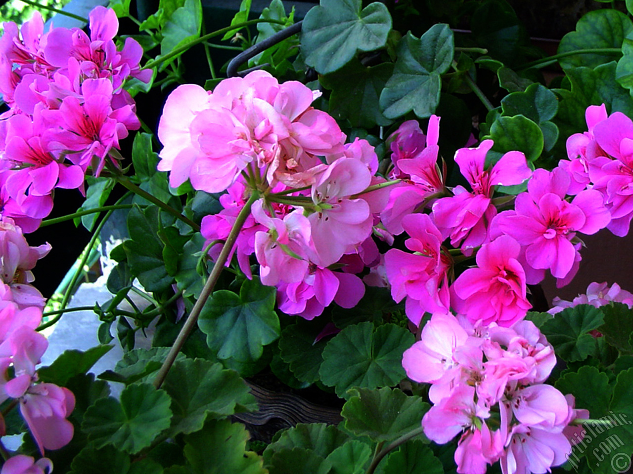 Pink Colored Pelargonia -Geranium- flower.
