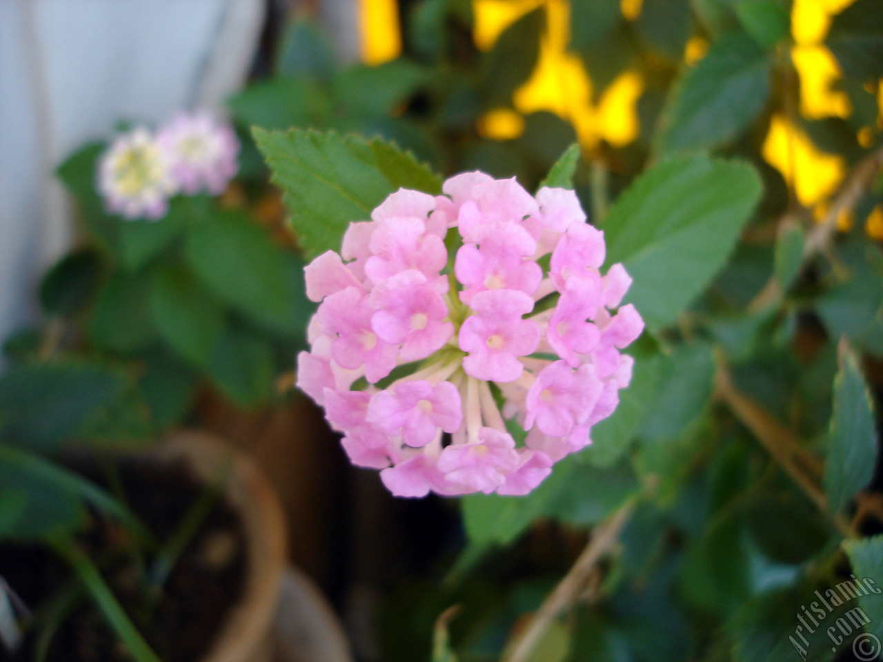 Lantana camara -bush lantana- flower.
