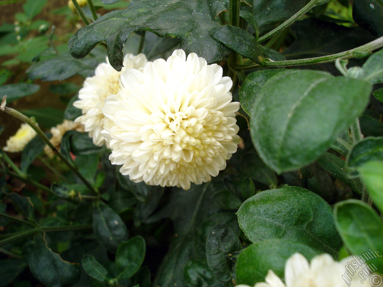 Dahlia flower.
