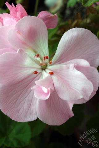 A mobile wallpaper and MMS picture for Apple iPhone 7s, 6s, 5s, 4s, Plus, iPods, iPads, New iPads, Samsung Galaxy S Series and Notes, Sony Ericsson Xperia, LG Mobile Phones, Tablets and Devices: Pink Colored Pelargonia -Geranium- flower.
