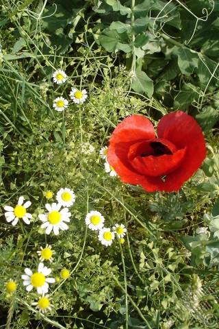 A mobile wallpaper and MMS picture for Apple iPhone 7s, 6s, 5s, 4s, Plus, iPods, iPads, New iPads, Samsung Galaxy S Series and Notes, Sony Ericsson Xperia, LG Mobile Phones, Tablets and Devices: Red poppy flower.
